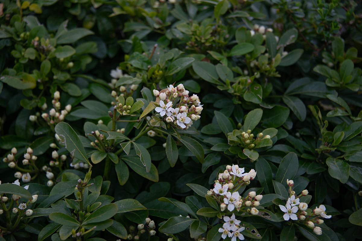 Hecke
